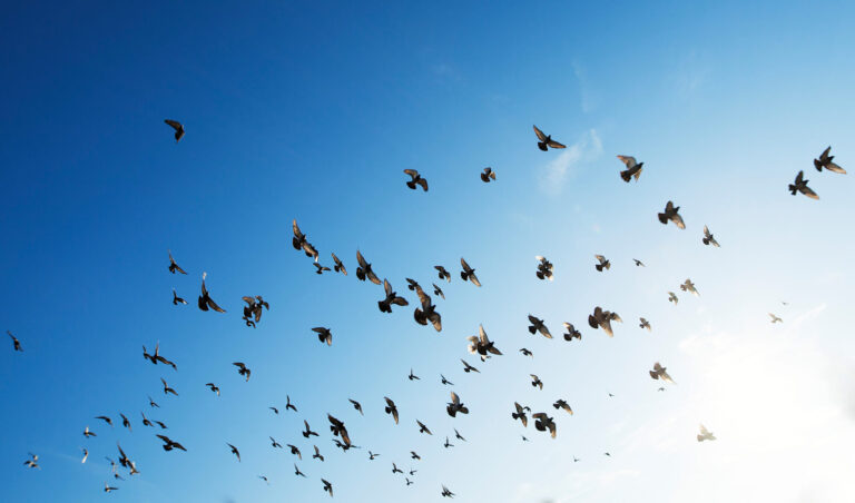 Sentiment de libertate