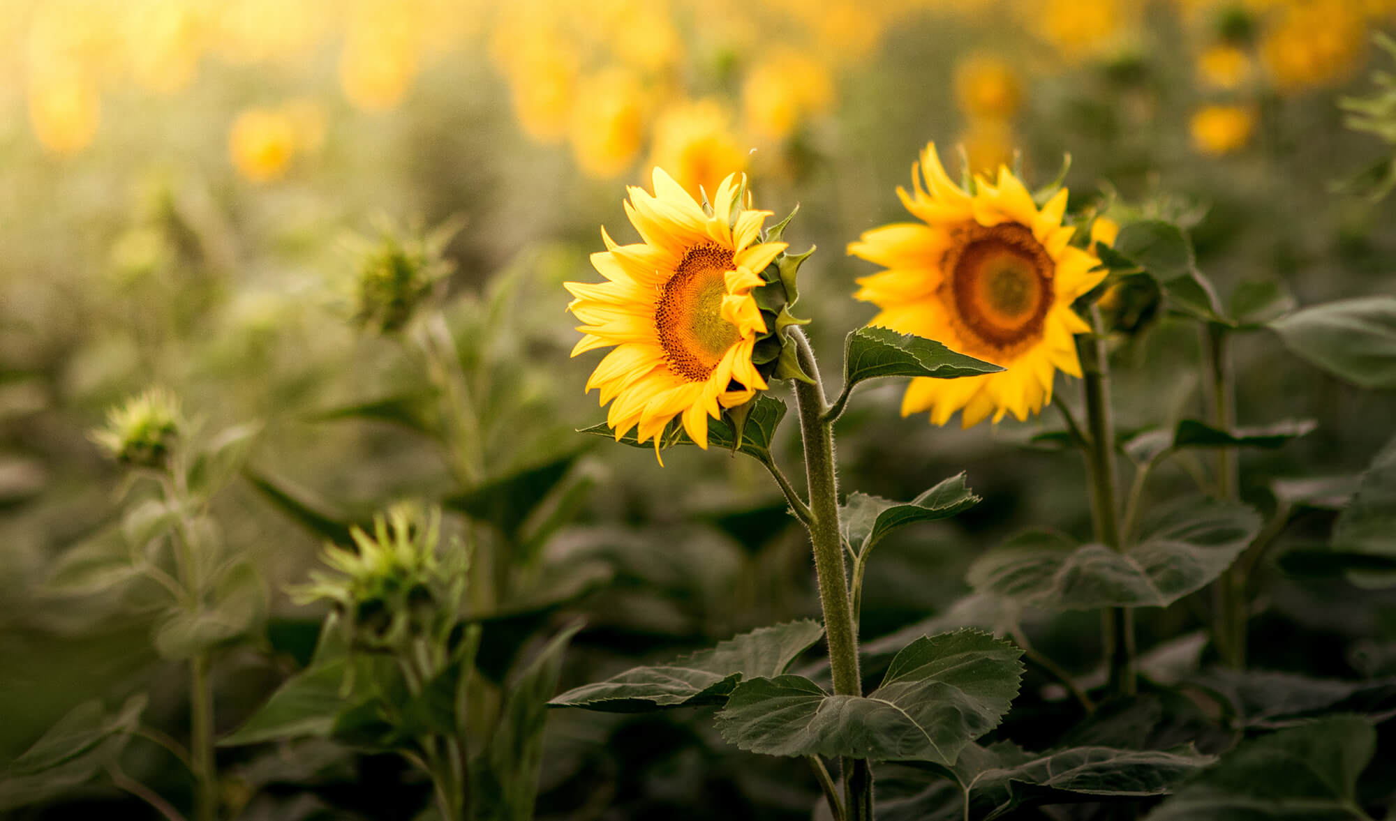 Cele două tipuri de dezvoltare