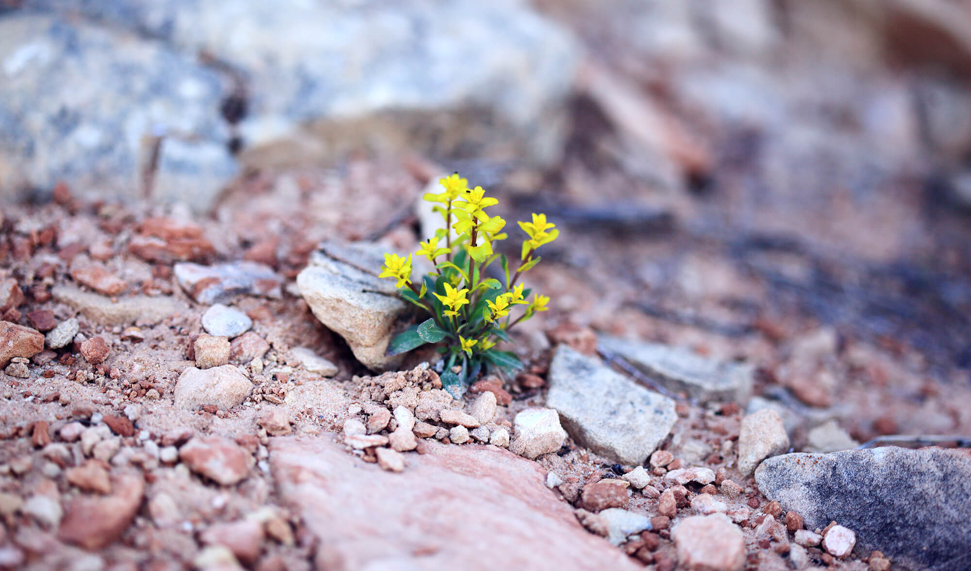 Supraviețuirea de mâine omoară entuziasmul de azi