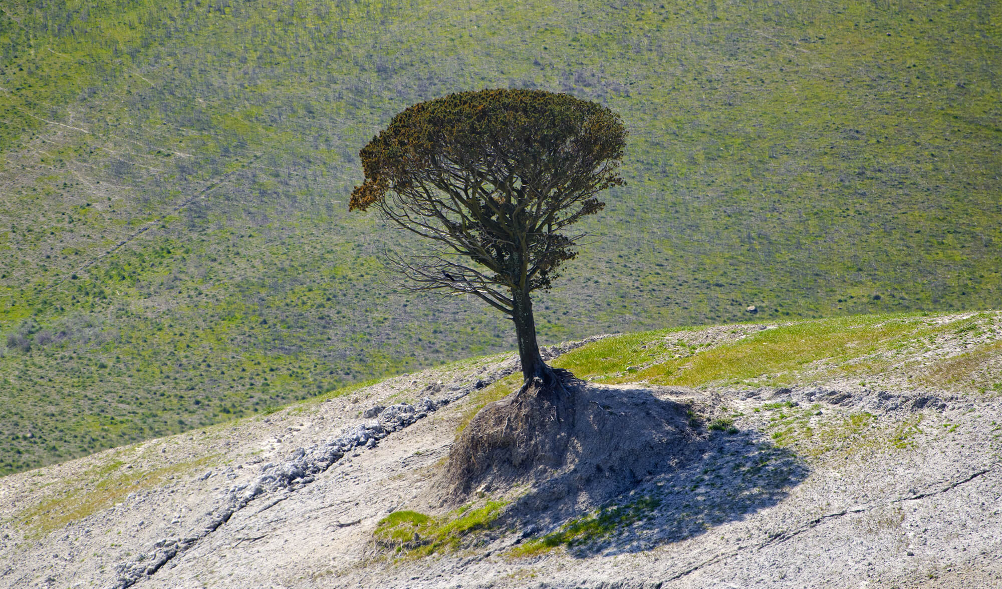 Un copac cu rădăcini adânci vizibile în subteran, dar în loc de o coroană obișnuită, ramurile se dizolvă în energie luminoasă și curgătoare sau particule de lumină care plutesc în sus și în exterior. Copacul stă într-un peisaj senin în timpul orei de aur. Unele dintre particulele de lumină se formează și se disipează ca gândurile sau obiectivele, în timp ce copacul însuși rămâne înrădăcinat și stabil. Este simbolul de a nu mai fi niciodată dezamăgit.