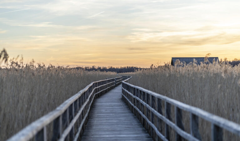 Un peisaj de munte pașnic cu mai multe cărări șerpuind către vârf. O cărare strălucește cu o lumină caldă și aurie, reprezentând îndrumarea Conștiinței Superioare. O figură solitară stă la răscruce dedesubt, privind în sus cu contemplație. Iluminare caldă, eterică, cu o atmosferă cețoasă și spirituală.